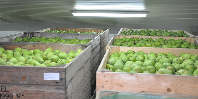 Ultrasonic Humidification from Aire Fresh Systems for Pear Storage